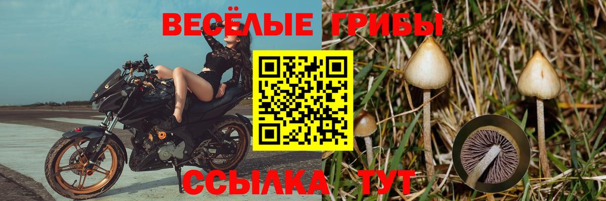 Галлюциногенные грибы Psilocybine cubensis Городец